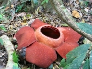 The giant Rafflesia flower